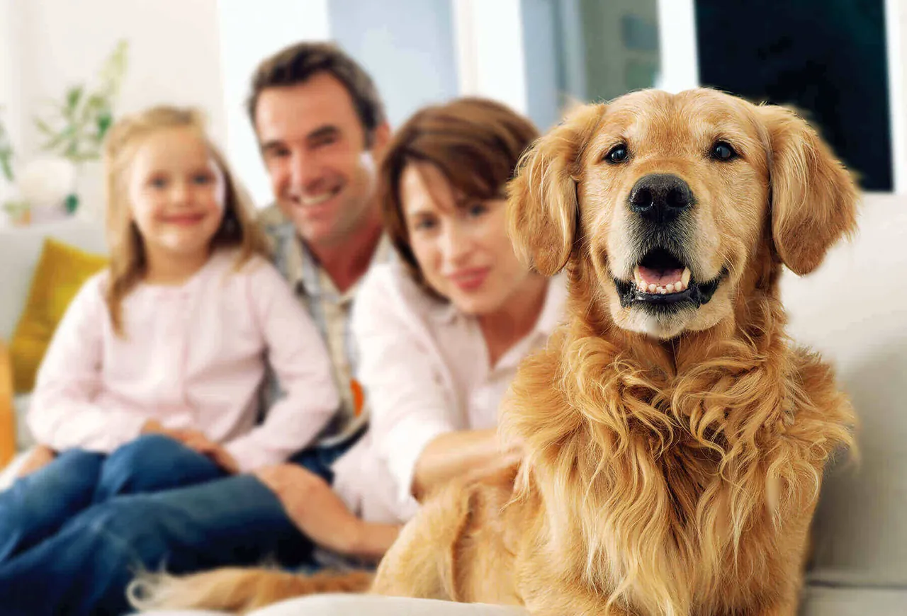 Golden retriever junto de sua família