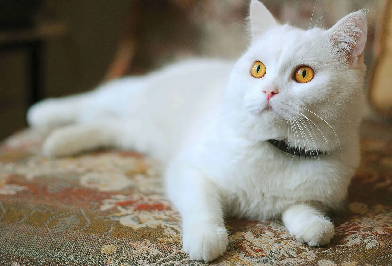 Gato branco do acervo da Clinvet