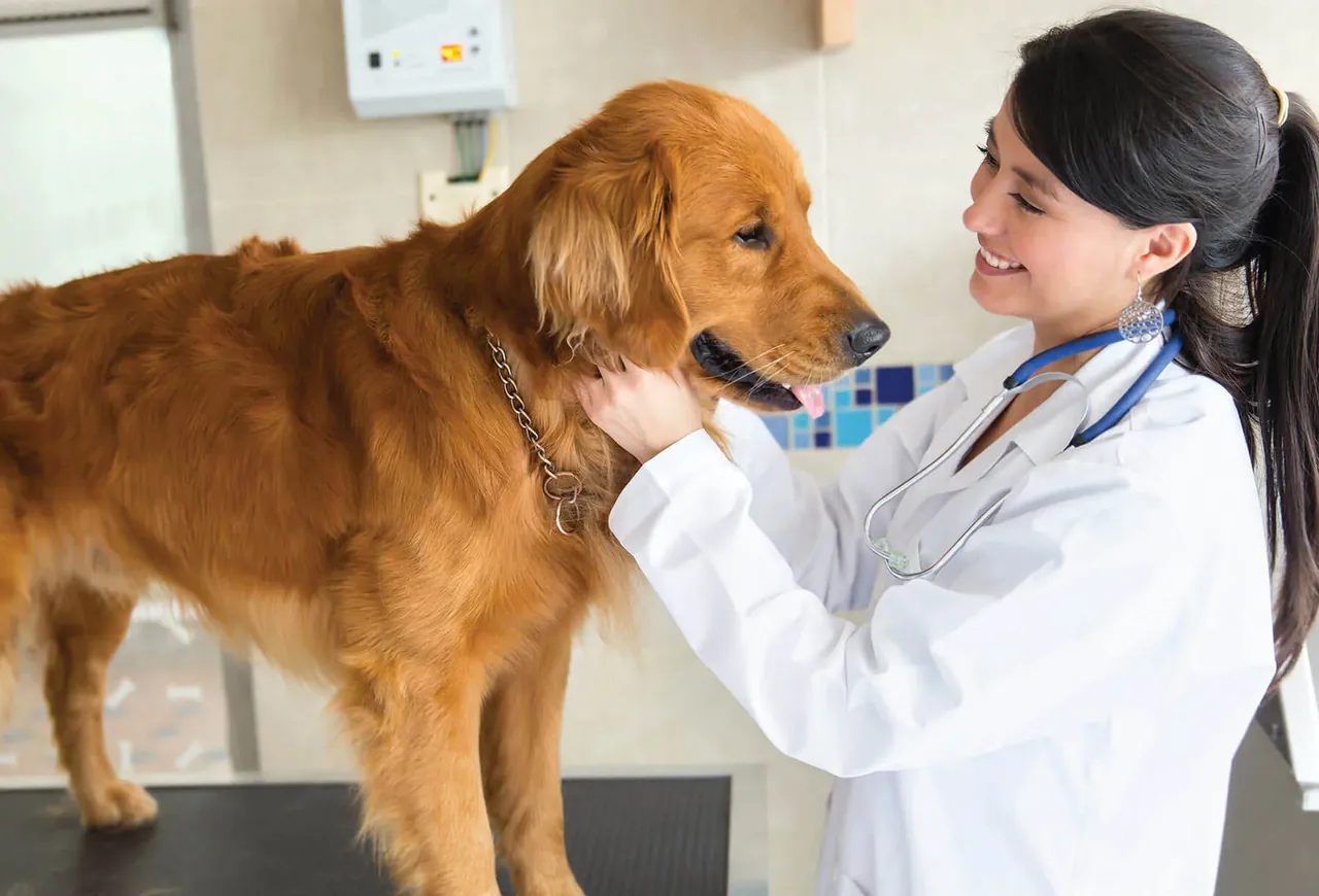 Imagem de pets do acervo da Clinvet